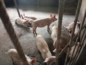 Growers, Tn-70 and Duroc Breed