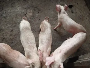 Weaners , Obasanjo Pure Large White, Landrace Tn-70, and Duroc.