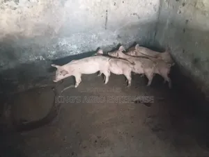 Tn-70, Duroc...