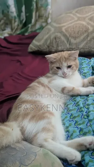 1-3 months Female Purebred Persian