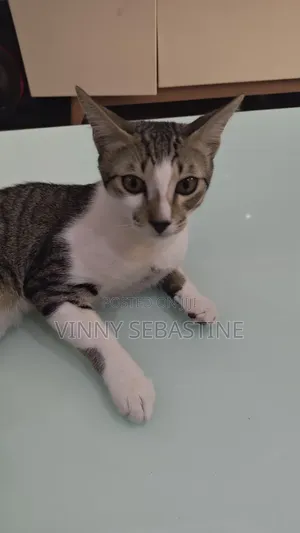 6-12 months Female Purebred Tabby