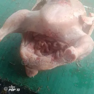 Live Broilers, Native,duck Fowl, Layers