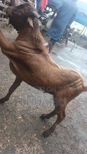 Native Goats Rams and Cows Cheap