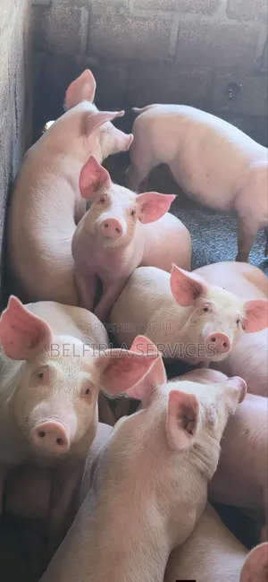 Quality Weaners for Sale