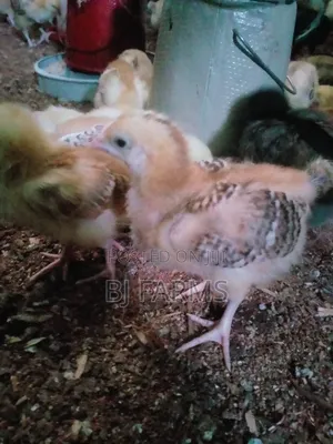 4 Weeks Noiler Chicken
