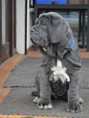 1-3 months Male Purebred Neapolitan Mastiff