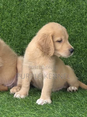 1-3 months Female Purebred Golden Retriever