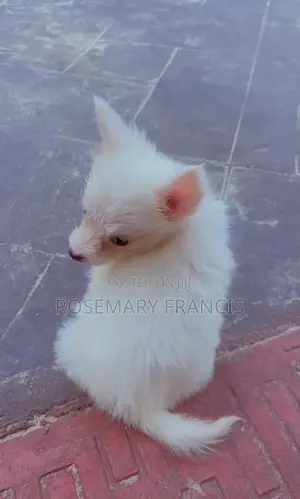 1-3 months Female Purebred American Eskimo