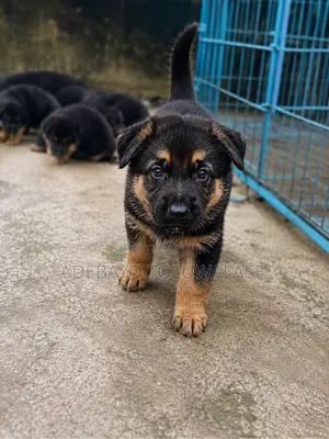 1-3 months Female Purebred German Shepherd
