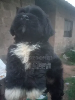 1-3 months Male Purebred Lhasa Apso