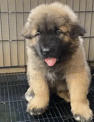 1-3 months Female Purebred Caucasian Shepherd
