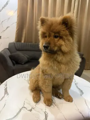 1-3 months Female Purebred Chow Chow
