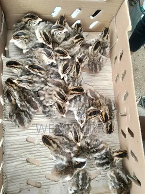 Day-Old Guinea Keets Available