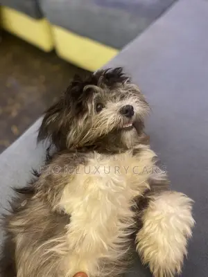 6-12 months Female Purebred Lhasa Apso