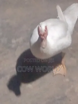 Drake and Ducks for Sale at Affordable Prices.