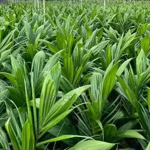 Oil Palm Seedlings Ready for Immediate Planting