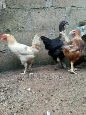 Nowailas, Bramma, Brallas Chicken