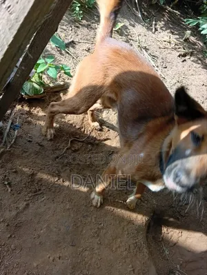 1+ year Male Purebred Dog