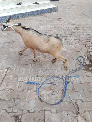King Mudi Farm