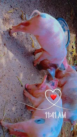 Pig and Piglets