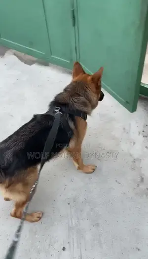 Premium Male German Shepherd Stud Service