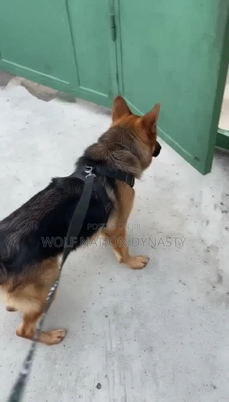 Premium Male German Shepherd Stud Service