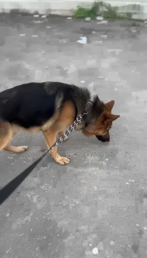 Premium Male German Shepherd Stud Service