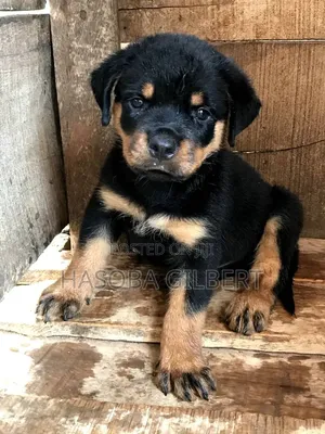 1-3 months Male Purebred Rottweiler