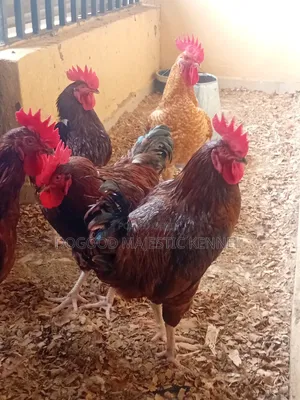 Poultry Birds