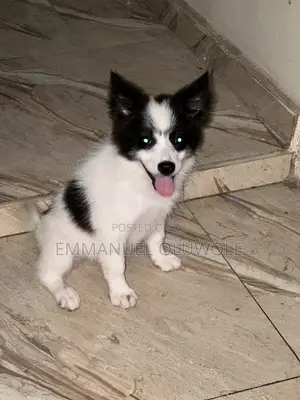 1-3 months Female Purebred Border Collie
