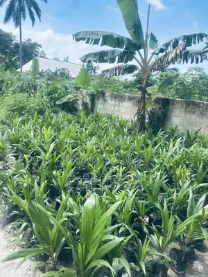 Palm Seedlings Hybrid