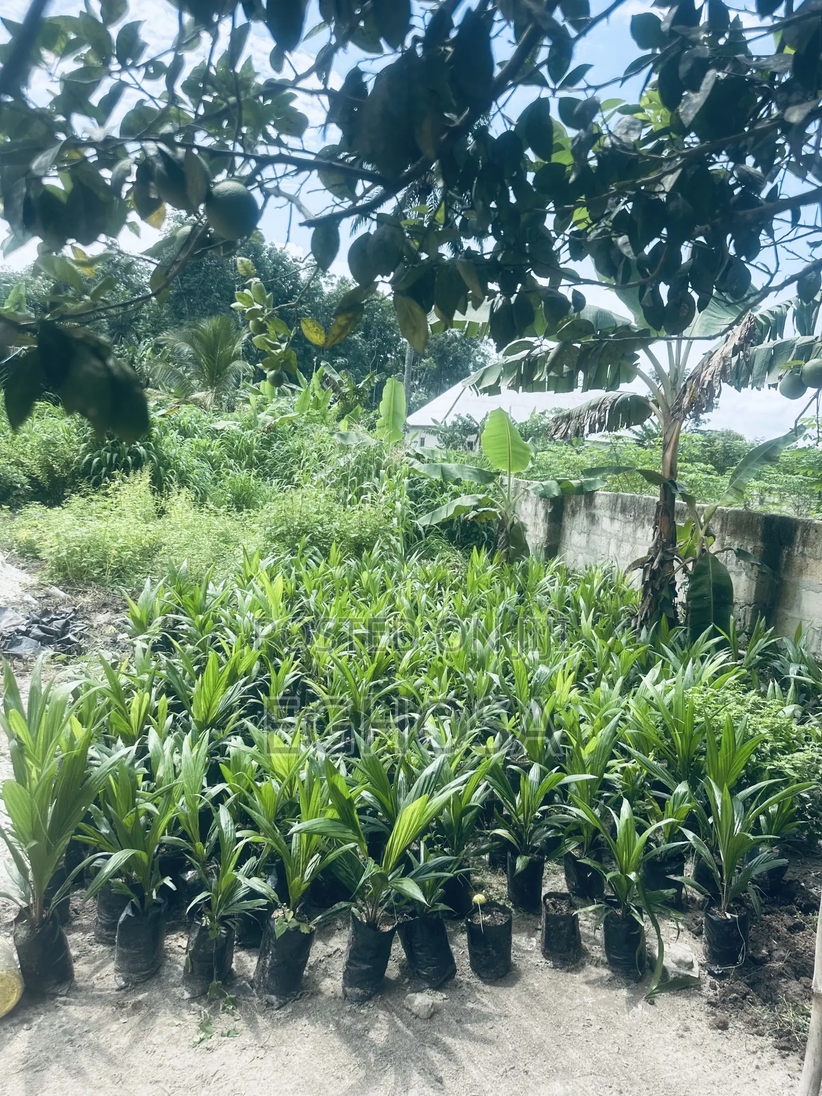 Palm Seedlings Hybrid