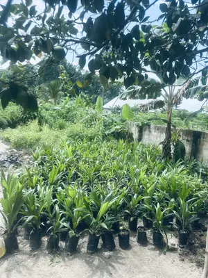 Palm Seedlings Hybrid