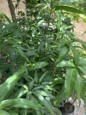 Hybrid Mango Plant Seedlings