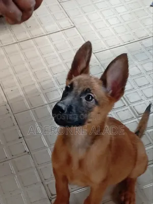 1-3 months Female Purebred Belgian Malinois