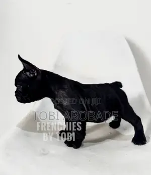 1-3 months Female Purebred French Bulldog