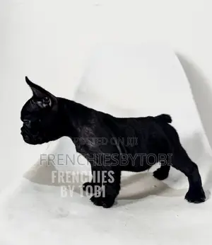 1-3 months Female Purebred French Bulldog