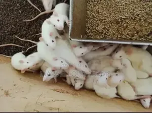 Albino Rat / Albino Mice