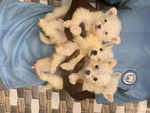 1-3 months Female Purebred American Eskimo