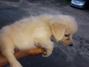 1-3 months Female Mixed Breed Samoyed