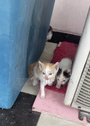 1-3 months Female Mixed Breed American Shorthair