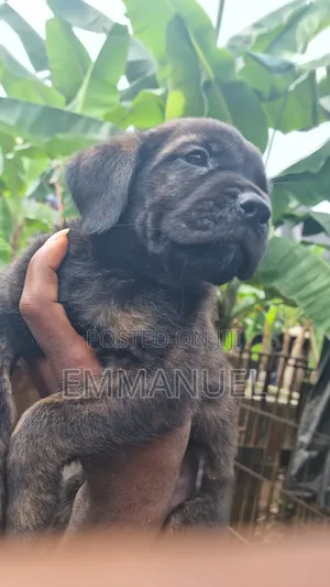 1-3 months Female Purebred Boerboel