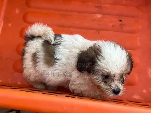 1-3 months Male Purebred Lhasa Apso