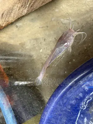 Juveniles for Sale