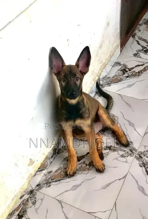 1-3 months Female Mixed Breed German Shepherd