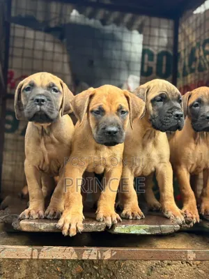 1-3 months Male Purebred Boerboel