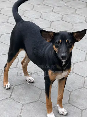 6-12 months Female Mixed Breed Rottweiler