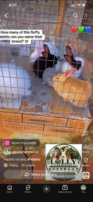 Pure Breed Angora Rabbit, Panomino, American Chinchilla,hyla,Harlequin