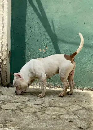 6-12 months Male Purebred American Bully