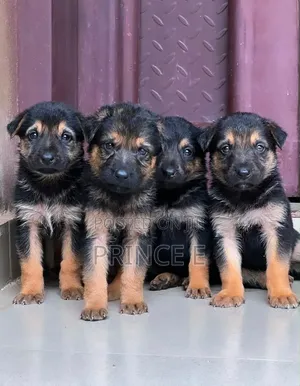 1-3 months Male Purebred German Shepherd